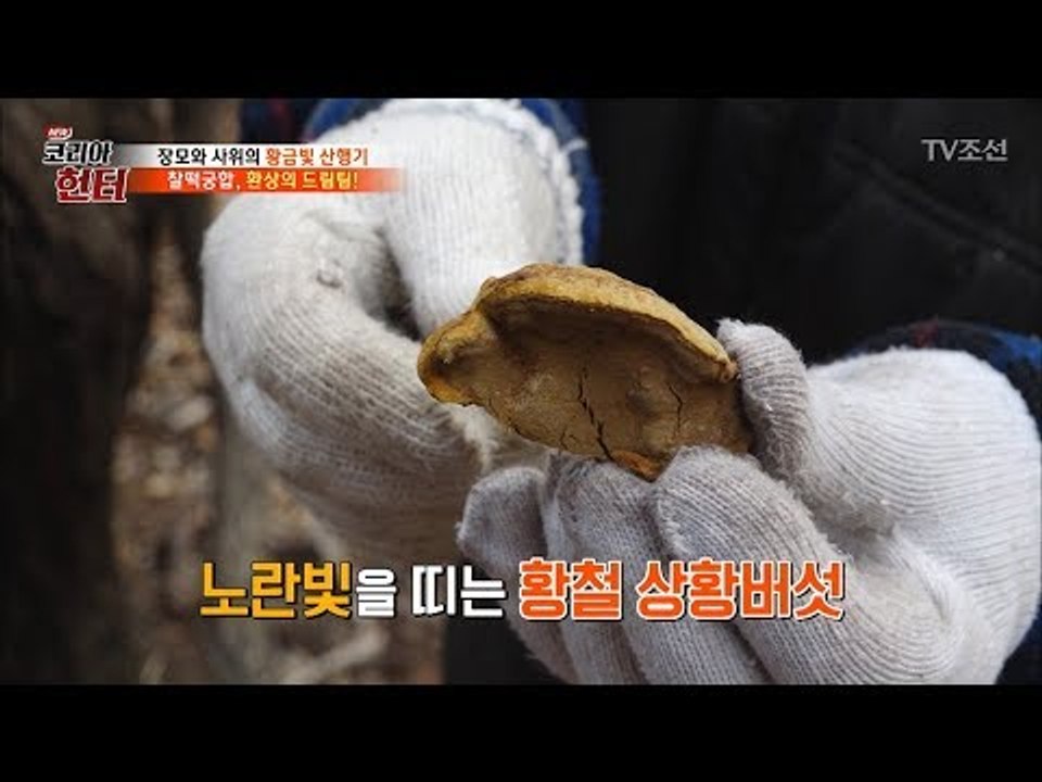 걱정하는 장모님 “조심해서 올라갈게요~“ 황철 상황버섯 채취! [뉴 코리아 헌터] 9...