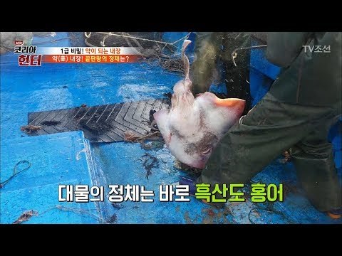어마어마한 크기의 흑산도 홍어를 만나다! [뉴 코리아 헌터] 87회 20180129