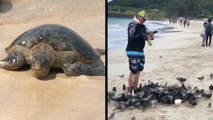 Nick Calderone Meets The Folks In Hawaii Keeping Animals Safe