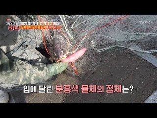 민어 입에 달린 분홍색 물체의 정체는? [뉴 코리아 헌터] 89회 20180212