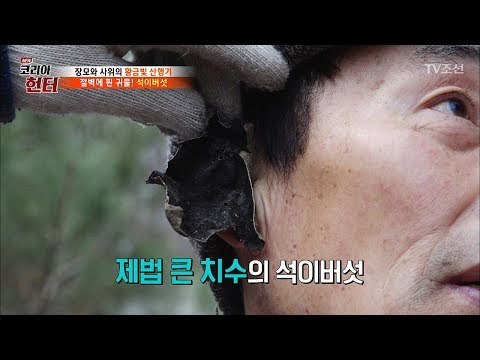 “이정도 크기면 한 15년 됐나?” 어렵게 채취한 석이버섯! [뉴 코리아 헌터] 92회 20180305