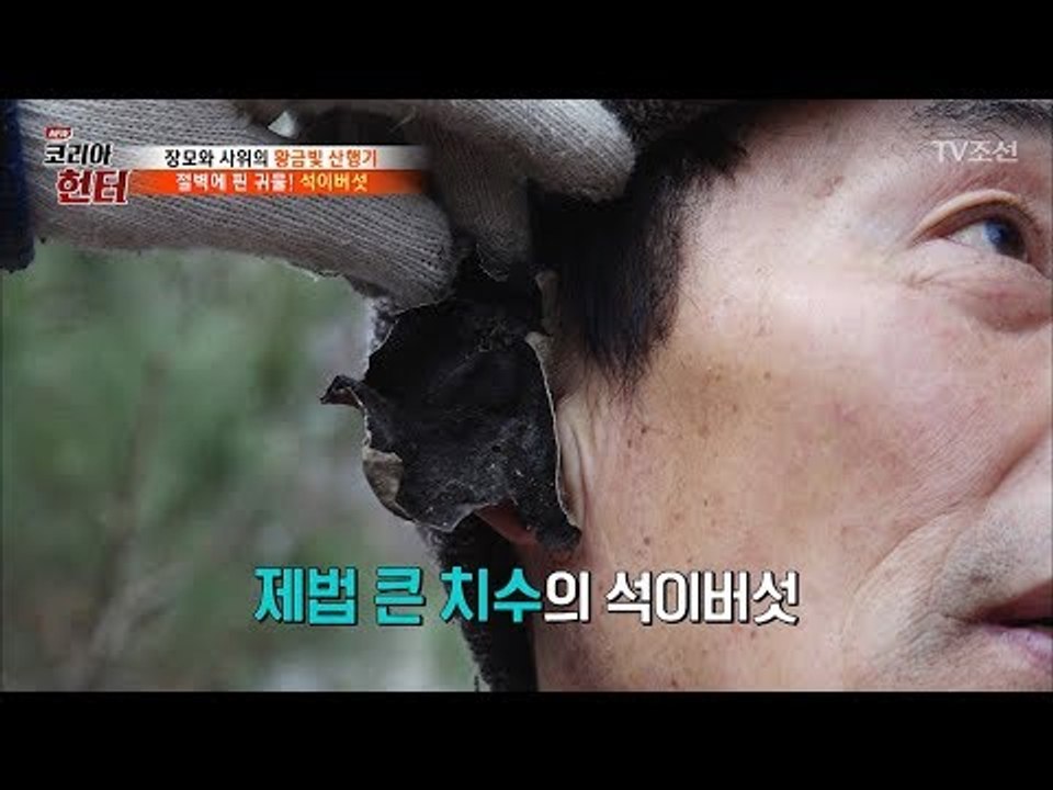 “이정도 크기면 한 15년 됐나?” 어렵게 채취한 석이버섯! [뉴 코리아 헌터] 92...