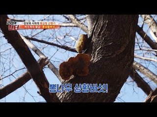 드디어 찾았다! 버섯계의 황금! [뉴 코리아 헌터] 92회 20180305