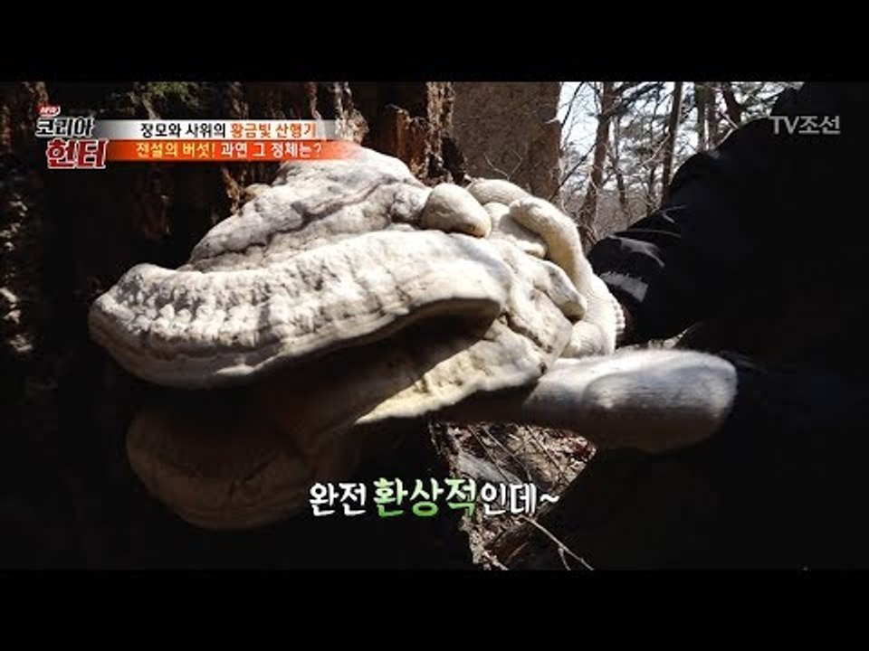 예사롭지 않다! 약초꾼들 사이에서 전설로 불린다는 버섯! [뉴 코리아 헌터] 92회...
