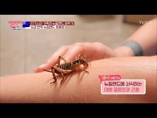 충격! 뉴질랜드에서만 볼 수 있는 거대 꼽등이! [사랑은 아무나 하나] 26회 20180310