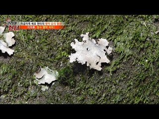 돌에 붙어있는 이게 이끼가 아니라 석이버섯...?! [뉴 코리아 헌터] 93회 20180312