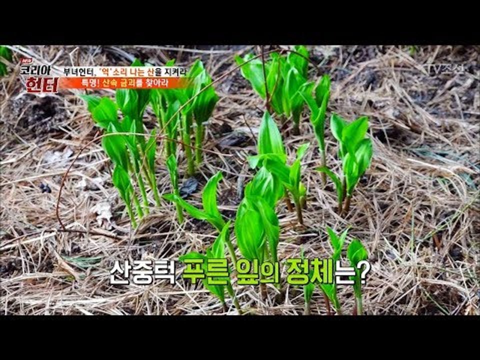 이병진을 사로잡은 푸른 잎의 정체는?(힌트-삼겹살 짝꿍) [뉴 코리아 헌터] 97회...