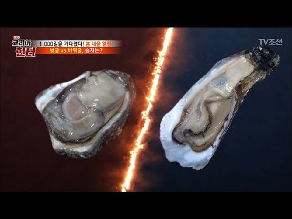 벚굴 VS 바위굴 의 승자는? [뉴 코리아 헌터] 96회 20180402