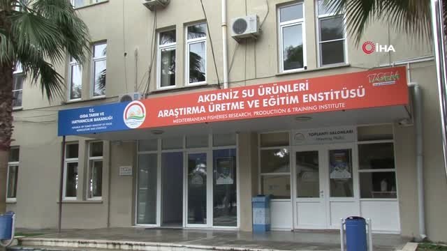 Türkiye'de İlk Kez Yılan Balığından Yapay Yolla Yavru Alındı