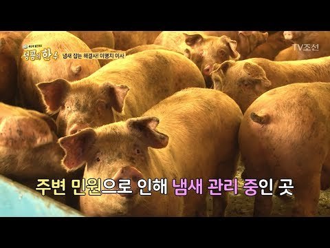 지독한 악취의 돼지 축사에 탈취제를 뿌렸더니? 놀라워라! [성공의 한수] 5회 20180407