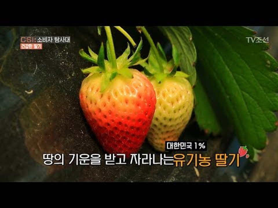 정말 달고 맛있어요! 땅의 기운을 받은 유기농딸기! [CSI 소비자 탐사대 18회]...