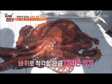 상상초월! 이것이 바로 사람만한 대왕문어! [뉴 코리아 헌터] 100회 20180430