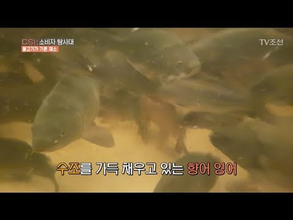 수조안에 신선한 물고기가 채소를 기른다? [CSI 소비자 탐사대 19회] 20180408
