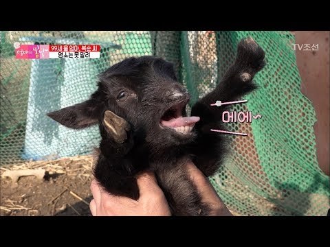 할머니도 반한 아기 염소의 치명적인 매력! [엄마의 봄날] 135회 20180415