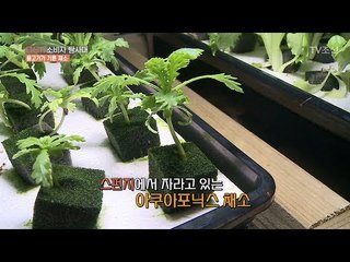 집에서도 간편하게 채소를 기를 수 있다! [CSI 소비자 탐사대 19회] 20180408