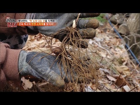 헌터 부녀가 발견한 산 속 천연 소화제는? [뉴 코리아 헌터] 97회 20180409