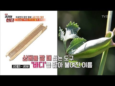 기관지 염증에 최고! 맛도 좋은 ‘바디나물’ [뉴 코리아 헌터] 99회 20180423