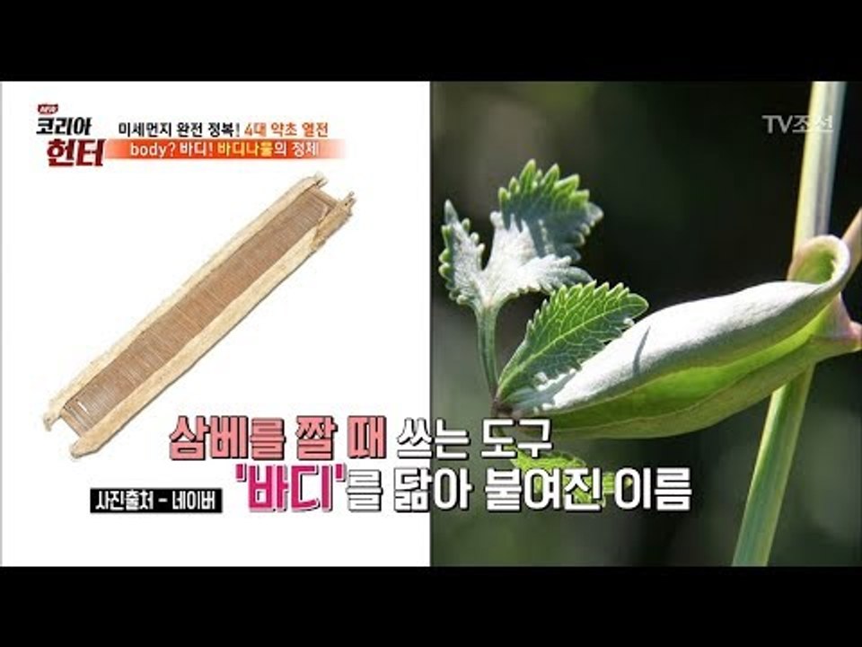 기관지 염증에 최고! 맛도 좋은 ‘바디나물’ [뉴 코리아 헌터] 99회 20180423