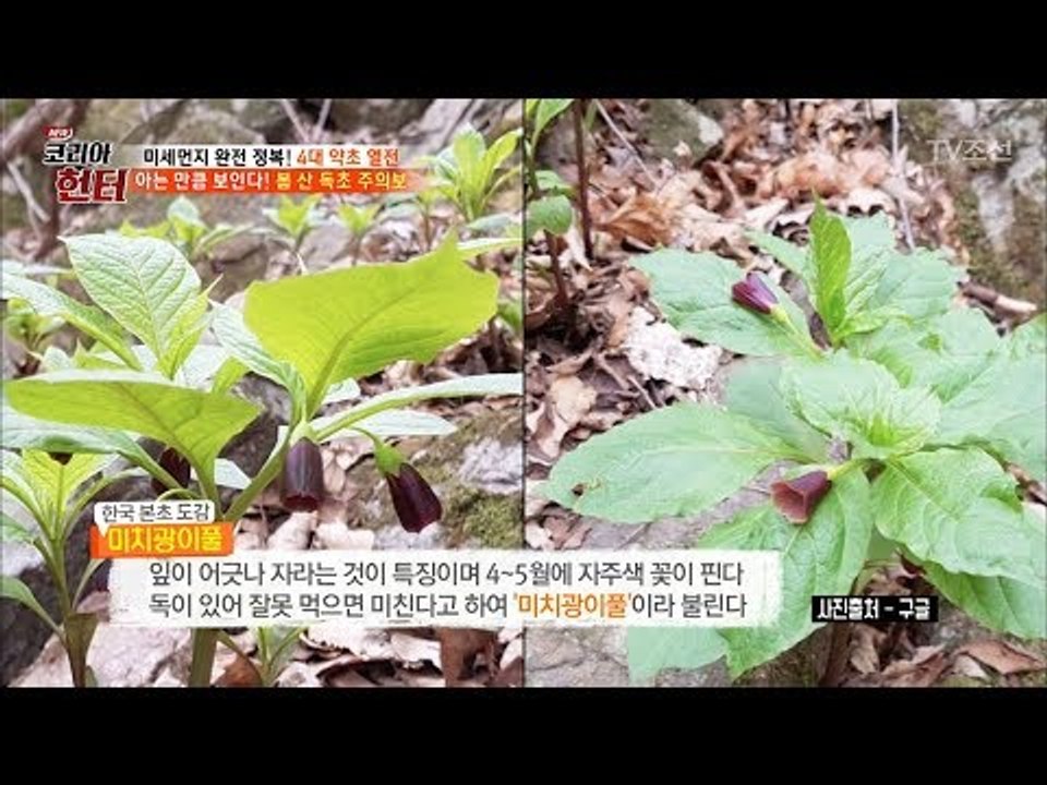 잘못 먹으면 미친다?! 독초 주의 ‘미치광이풀’ [뉴 코리아 헌터] 99회 20180423