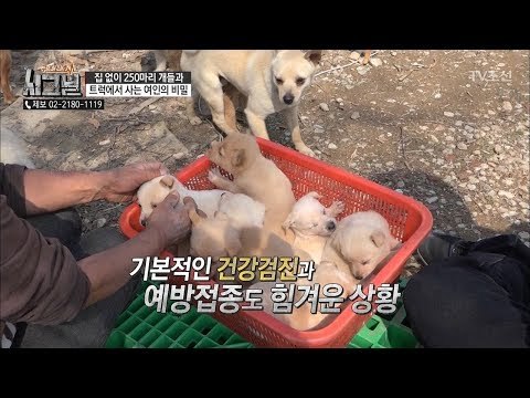 250마리 중 단 한 마리도 입양 보내지 않겠다?! [시그널] 25회 20180518