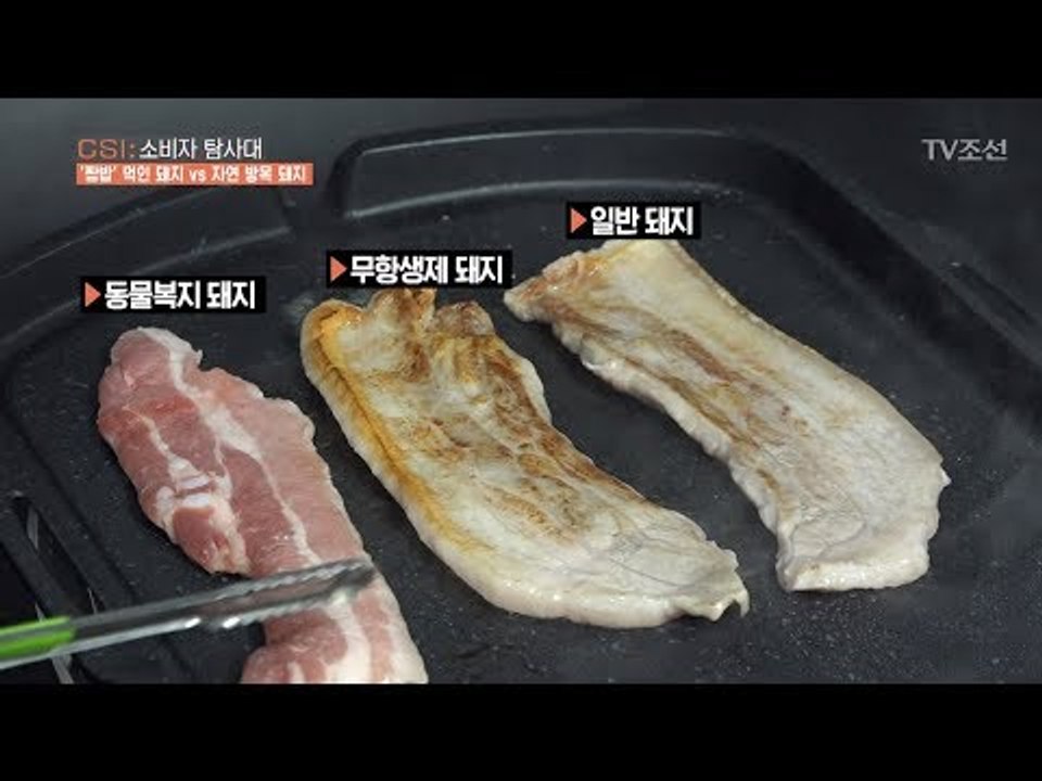 열악한 돼지VS방목 돼지...놀라운 맛의 차이! [CSI 소비자 탐사대 21회] 20...