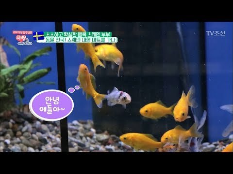 스웨덴 대형 마트에 아쿠아리움이?! [사랑은 아무나 하나] 33회 20180428
