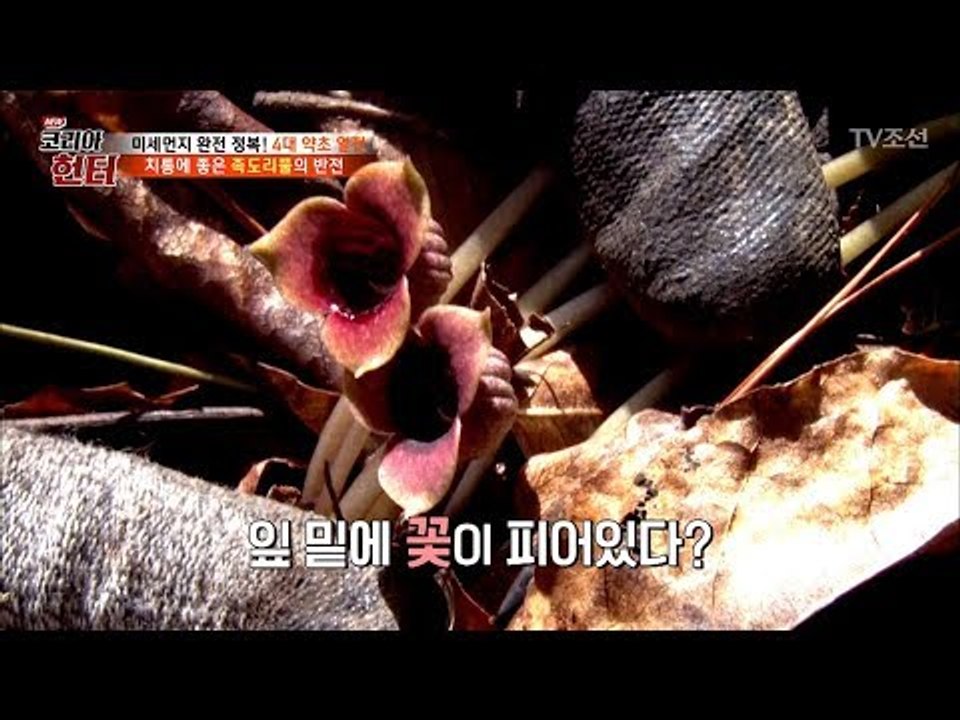 치통에 좋은 ‘족두리풀’의 비밀! [뉴 코리아 헌터] 99회 20180423