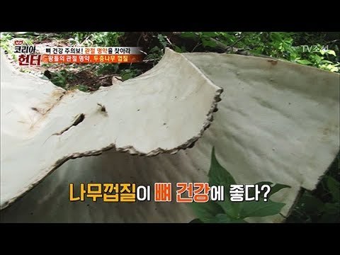 왕들의 관절 명약, 두충나무 껍질이 뼈 건강에 좋다? [뉴 코리아 헌터] 104회 20180528