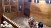 April the Giraffe Gives Birth Update with Corey