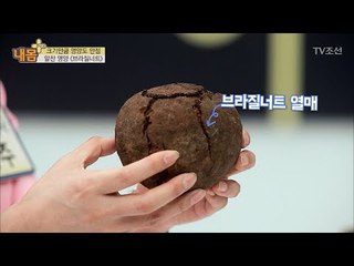 암을 이기는 힘! 브라질너트 열매의 정체는? [내 몸 플러스] 99회 20180429