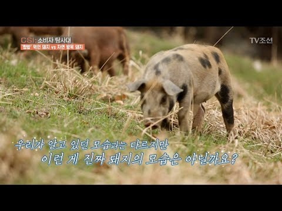 한국의 자연 방목 돼지들! 행복함이 눈에 보여 [CSI 소비자 탐사대 21회] 201...