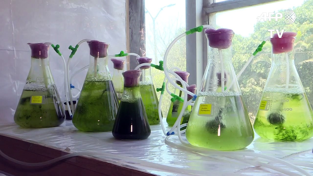 Diminutas algas pueden ayudar a descontaminar los lagos de Perú