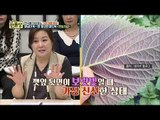 가장 신선한 깻잎 고르는 초간단 방법! ‘보랏빛’을 찾아라 [만물상 248회] 20180614