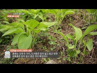 싱싱한 산나물의 특별한 비법은? [CSI 소비자 탐사대 24회] 20180513