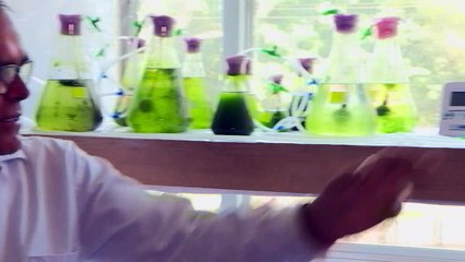 Microalgas no combate à poluição