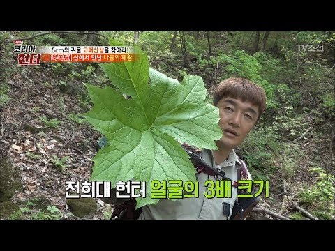 크기만큼 맛도 좋다! ’병풍취’ [뉴 코리아 헌터] 102회 20180514