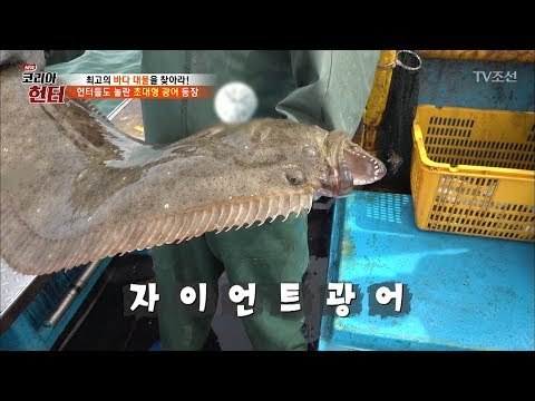 [약혐] 어선에 등장한 자이언트 초대형 광어 [뉴 코리아 헌터] 103회 20180521