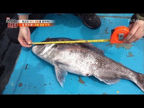 돔 중의 왕! 대물 참돔과 드디어 만났다! [뉴 코리아 헌터] 103회 20180521