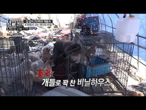 충격! 농작물이 아닌 개들로 꽉 찬 비닐하우스?! [시그널] 25회 20180518