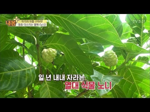 염증을 다스릴 수 있는 열매 ‘노니’ [내 몸 플러스] 103회 20180527