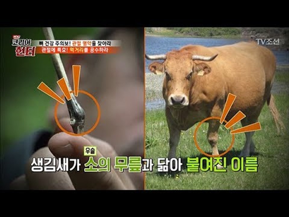 무릎 아픈 사람들! ‘이것’ 먹으면 바로 낫는다?! [뉴 코리아 헌터] 104회 20...