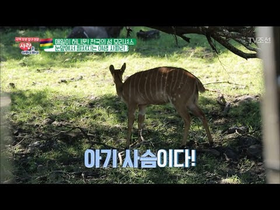 눈앞에 아기사슴이?! 생생하게 펼쳐지는 야생 사파리! [사랑은 아무나 하나] 36회...