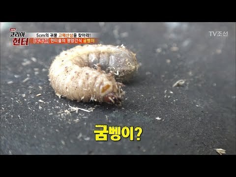 ‘단백질’ 듬뿍! 헌터들의 영양간식 굼벵이! [뉴 코리아 헌터] 102회 20180514