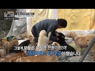 무슨 이유로 하루 24시간 개들과 함께 생활하는 걸까? [시그널] 25회 20180518