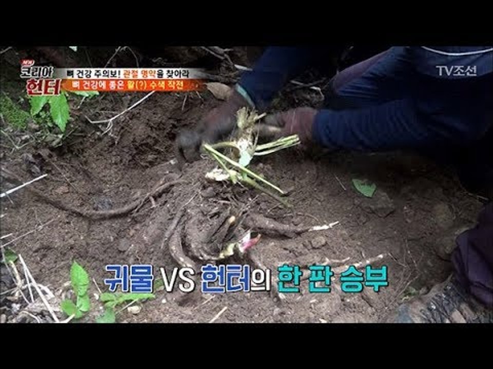 근육 강화에 최고! 깊은 산 속 숨은 대물 ‘독활’ [뉴 코리아 헌터] 104회 20...
