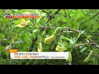 관절 약초계의 모범생! ‘골담초’ [뉴 코리아 헌터] 104회 20180528