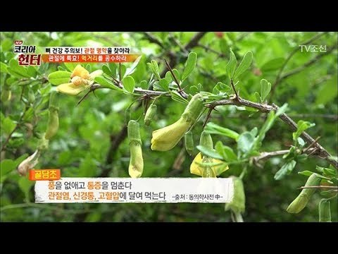 관절 약초계의 모범생! ‘골담초’ [뉴 코리아 헌터] 104회 20180528