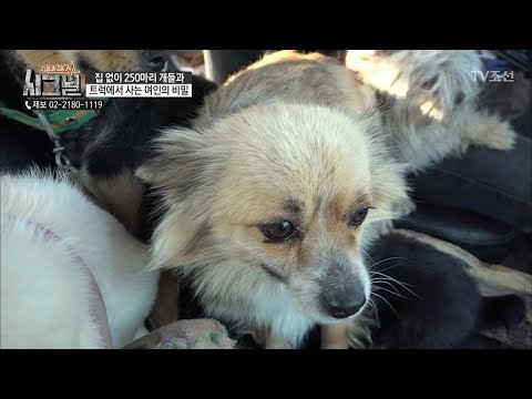 갈수록 개들의 식구가 늘어나는 버거운 상황! [시그널] 25회 20180518