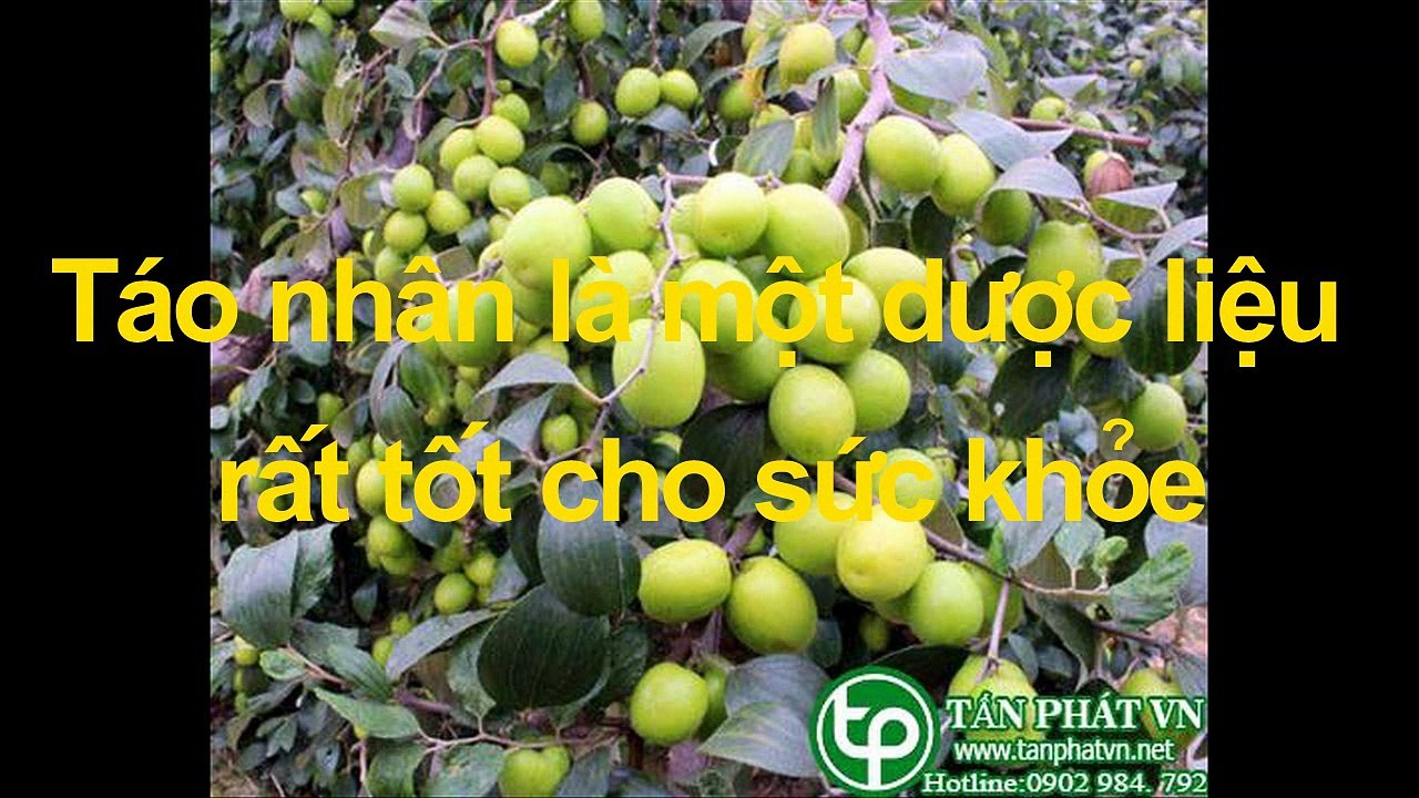 ࿋ Địa chỉ bán táo nhân tại tphcm của thảo dược Tấn Phát HCM