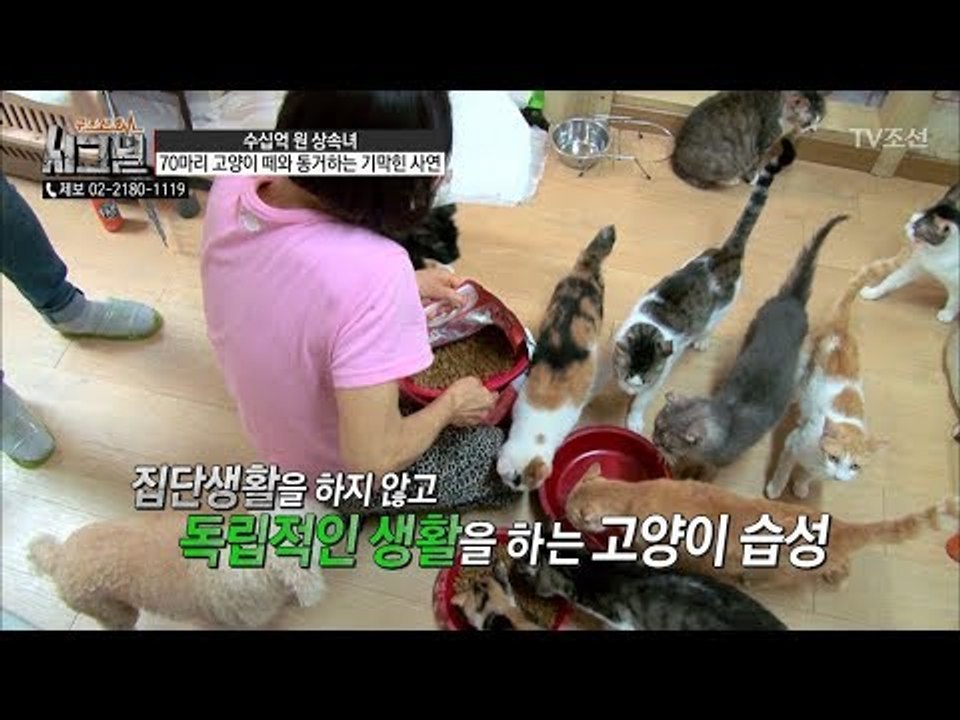 [충격] 70마리 고양이와 함께 생활 가능?! [시그널] 34회 20180720